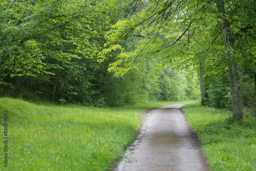 petite route au milieu d'une forêt verdoyante petite route au milieu d'une forêt verdoyante