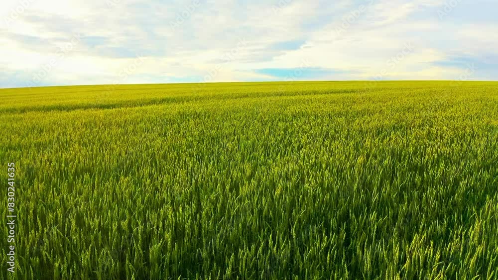 Stunning Aerial View of Vast Wheat Field at Sunrise, Capturing Golden Grains Swaying With Gentle Breeze in the Countryside Stunning Aerial View of Vast Wheat Field at Sunrise, Capturing Golden Grains Swaying With Gentle Breeze in the Countryside