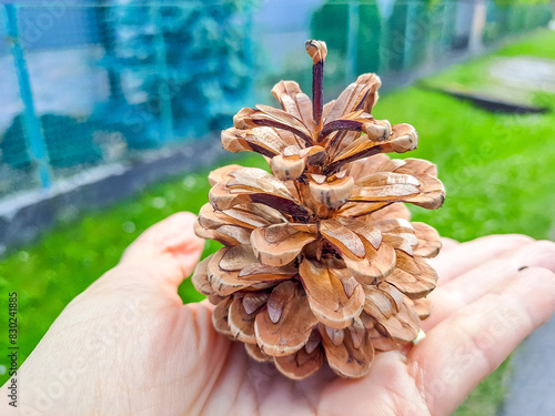 A closeup shot of a woman hand holding a pine cone with Semins photo