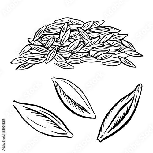 A handful of grains of wheat, barley and grain malt. For a poster about the beer or whiskey production process at the brewery. Vector vintage illustration with engraving. A hand-drawn design element.