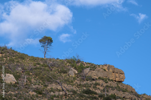 The image shows a lone tree standing on a rocky hillside.