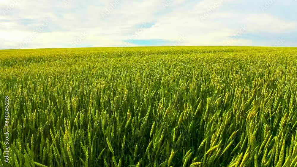 Panoramic Bliss: A Serene Wheat Field Dancing Under Azure Skies Panoramic Bliss: A Serene Wheat Field Dancing Under Azure Skies