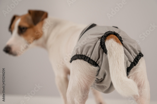 Cute Jack Russell Terrier dog wearing menstrual panties on a white background. Reusable diaper.