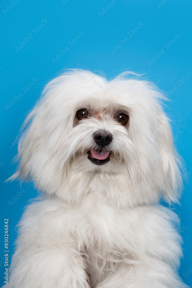 perro retrato perro retrato