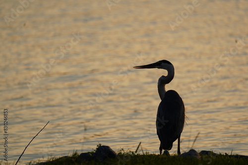 Blue Heron Up Close at Sunset 