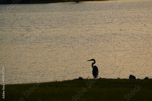 Blue Heron at Distance During Sunset