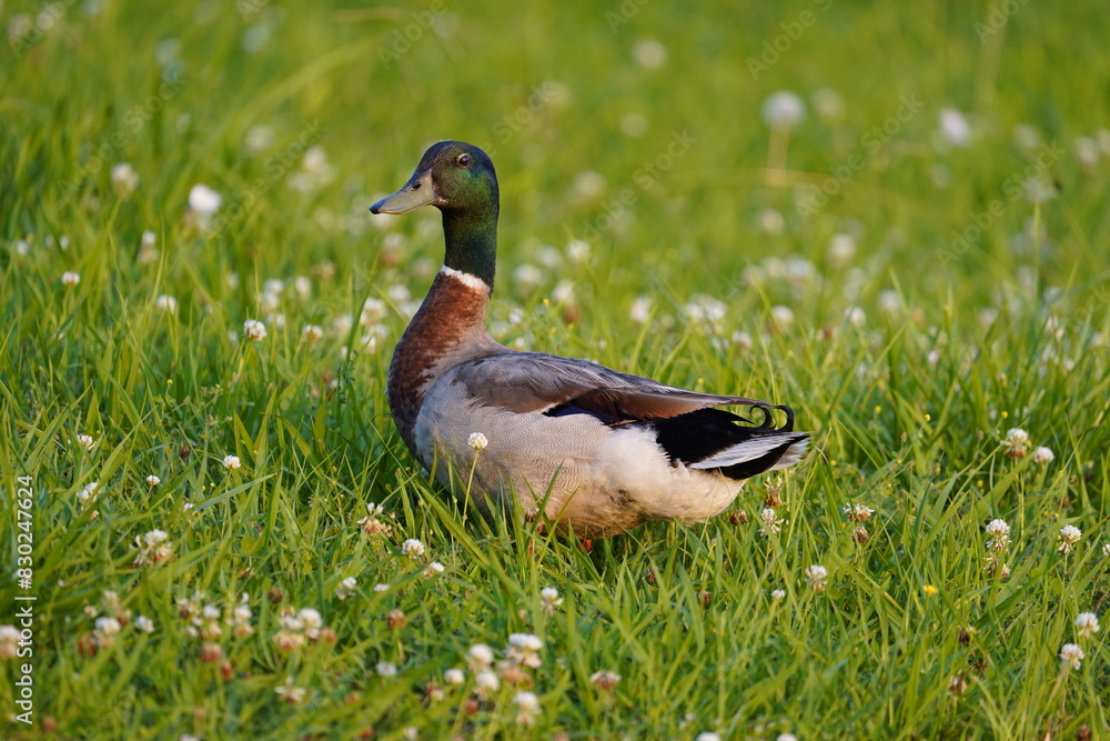 Mallard Duck Looking at You in Green Grass Mallard Duck Looking at You in Green Grass