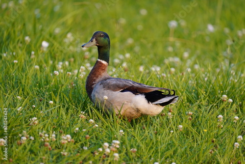 Mallard Duck Looking at You in Green Grass