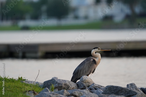 Blue Heron on the Rocks with Houses in the Background 2