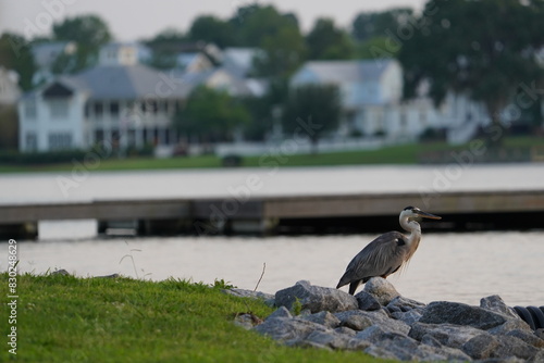 Blue Heron with Neighborhood in Distant View