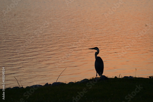 Blue Heron Shadow Profile at Sunset Looking Left