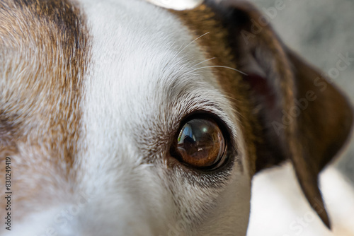 Wallpaper Mural Dog. Jack Russell terrier. A purebred dog in close-up. Pets. Torontodigital.ca
