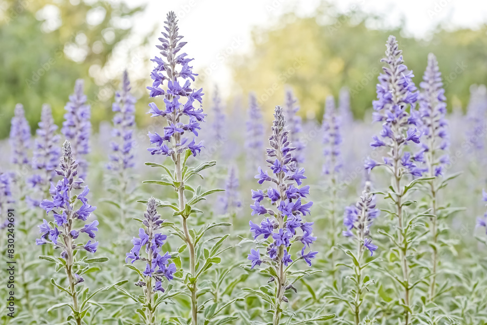 Obraz premium Purple Flowers in a Field