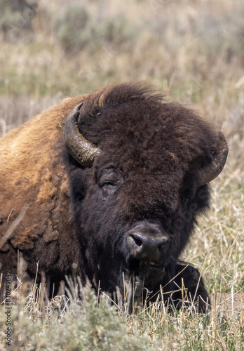 Bull Bison in Spring in Yellowstone National Park Wyoming