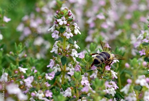 Biene auf Berg-Bohnenkraut-Blüten