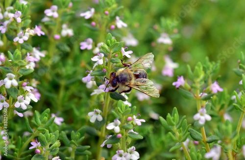 Biene auf Berg-Bohnenkraut-Blüten © christiane65