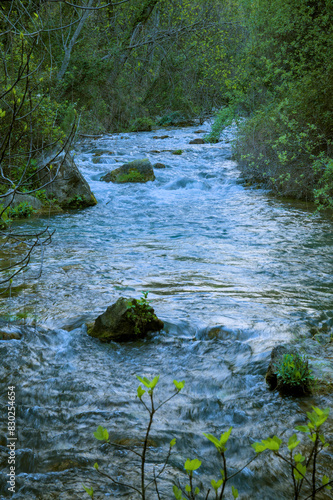 The image shows a clear, flowing stream in a dense forest.