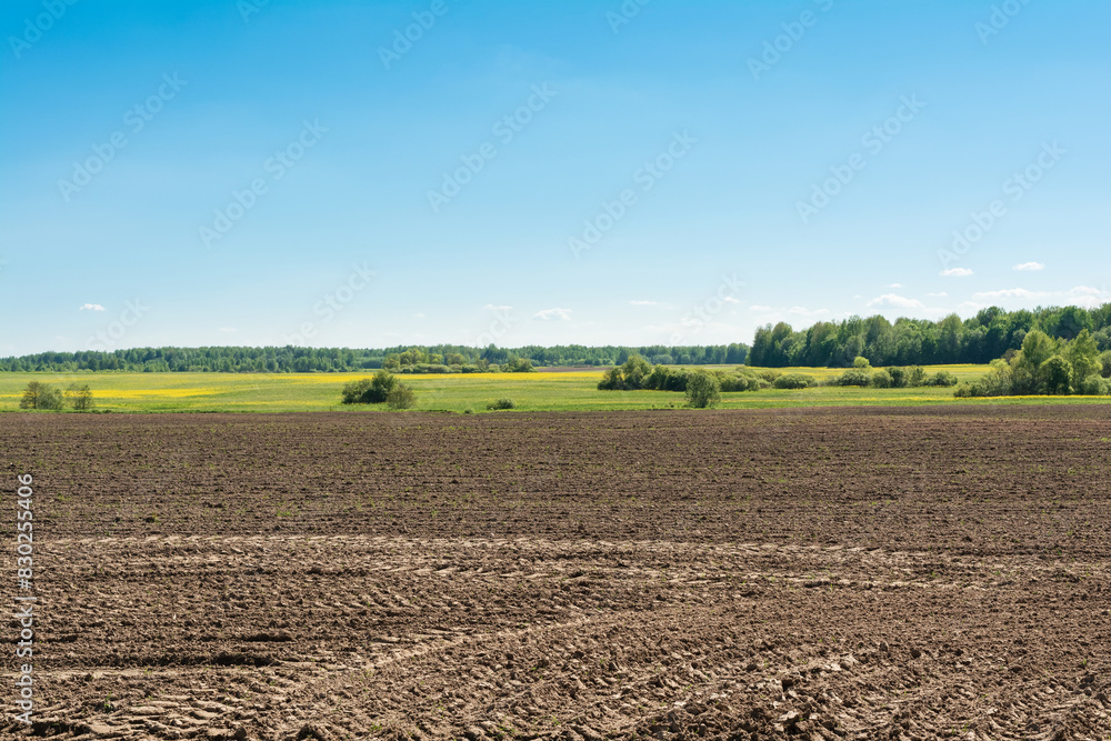 A field prepared for planting agricultural crops in the spring. On the horizon is a part of an uncultivated field with green grass and yellow flowers, a forest, a blue sky with rare trees
