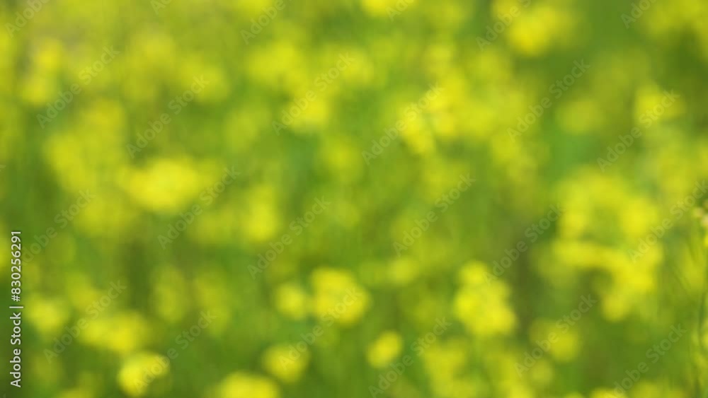 바람에 흔들리는 들꽃 바람에 흔들리는 들꽃