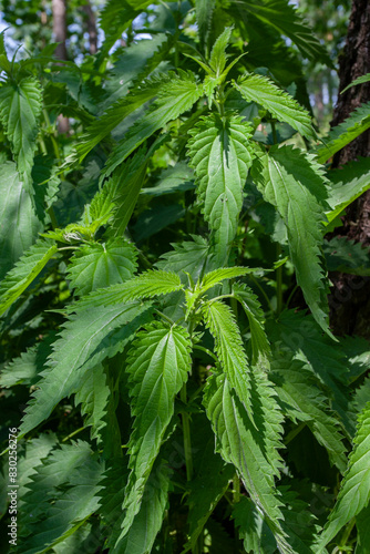 View of fresh nettle bushes in the natural environment