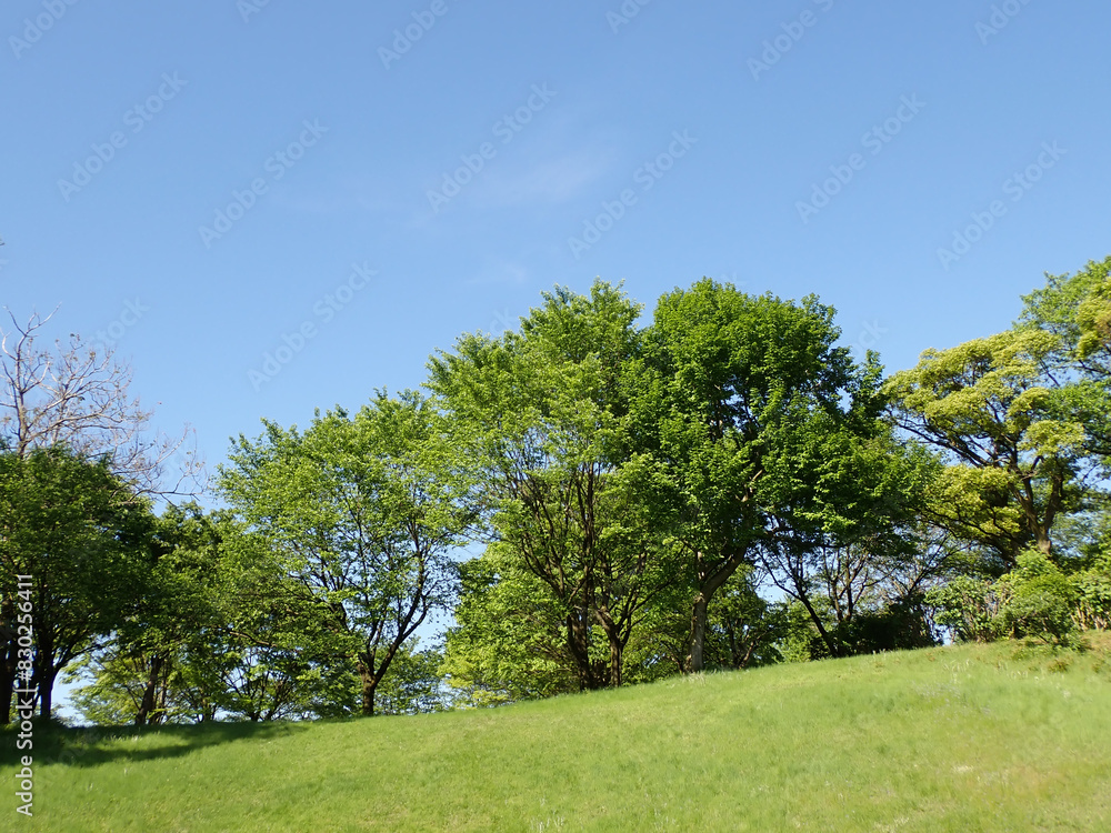 新緑と青空の広がる風景