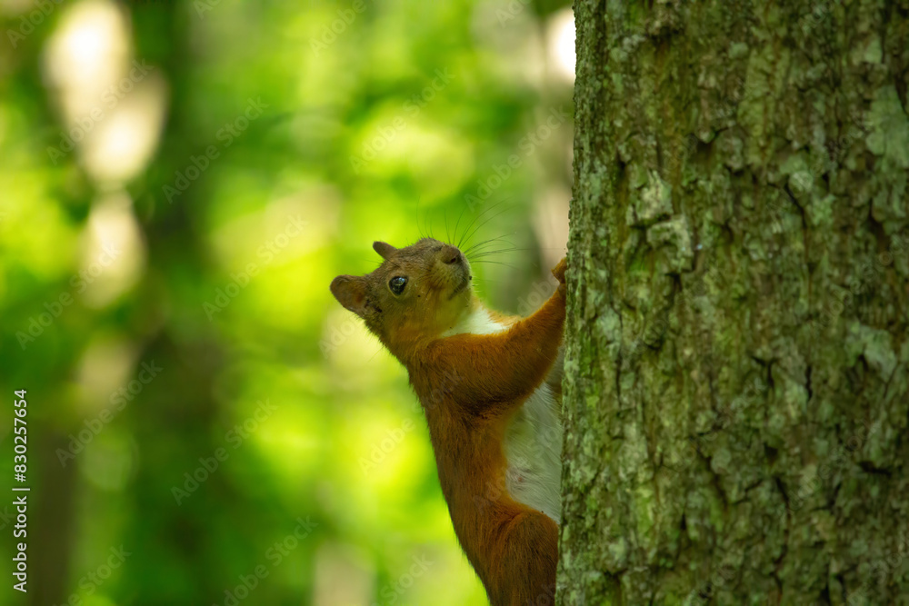 Closeup of cute grey and red squirrel eating nut (Sciurus vulgaris). Closeup of cute grey and red squirrel eating nut (Sciurus vulgaris).