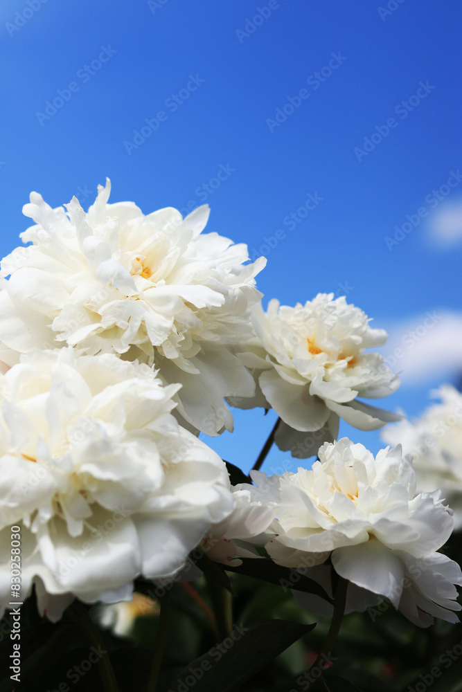 White peony flowers against the sky. Large peony flowers. Peonies are a type of herbaceous perennial plant. Flowers in the open air. Close-up of white flowers. Photos for postcards and banners White peony flowers against the sky. Large peony flowers. Peonies are a type of herbaceous perennial plant. Flowers in the open air. Close-up of white flowers. Photos for postcards and banners