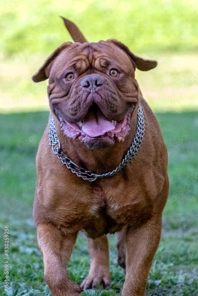 big dog runs through green grass big dog runs through green grass