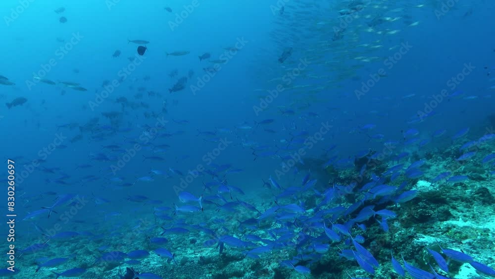 A lot of tropical fish in dark blue ocean water A lot of tropical fish in dark blue ocean water