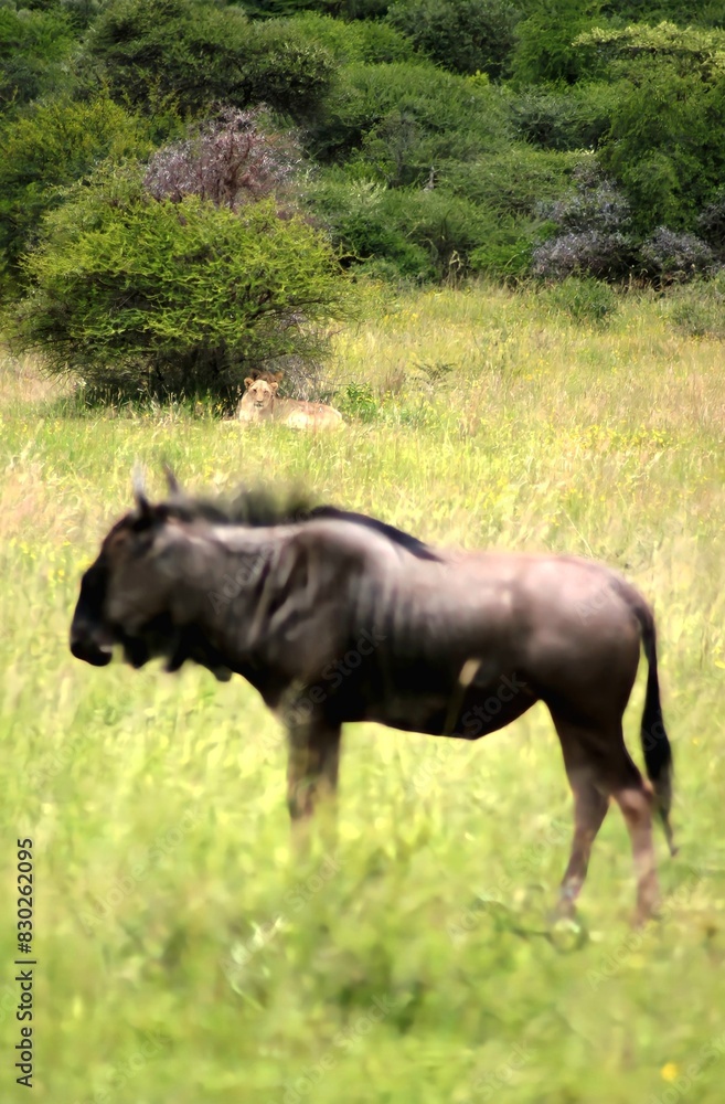 Fototapeta premium Lions looking at their next meal 