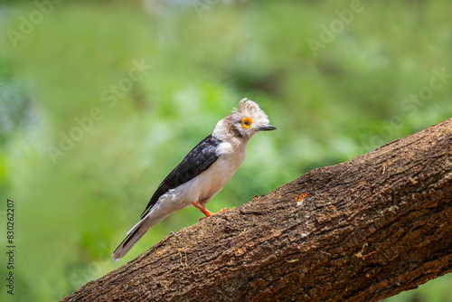 White-crowned Helmetshrike - Prionops plumatus or white helmetshrike, family Prionopidae, formerly Malaconotidae, yellow-eyed white bird songbird