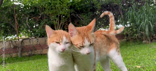 Two young, ginger tabby young cats, playing in the green garden, close-up, soft selective focus