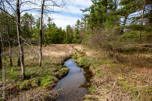 Wisconsin forest with a creek running through it in springtime