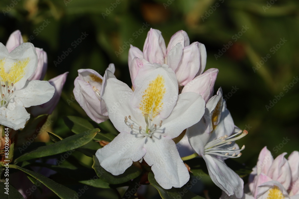 Sweden. Rhododendron caucasicum, the Caucasian rhododendron or the Georgian snow rose, is a species of flowering plant in the genus Rhododendron native to the Transcaucasus and Anatolia. Sweden. Rhododendron caucasicum, the Caucasian rhododendron or the Georgian snow rose, is a species of flowering plant in the genus Rhododendron native to the Transcaucasus and Anatolia.