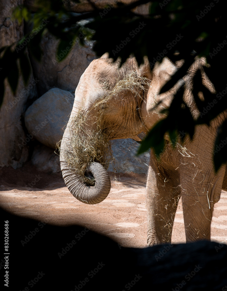 Elefante comiendo en el Bioparc de Valencia (España)