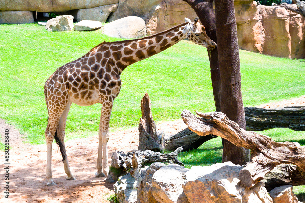 Jirafa bebiendo en una charca en el Bioparc de Valencia