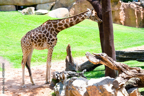 Obraz na płótnie Jirafa bebiendo en una charca en el Bioparc de Valencia w salonie