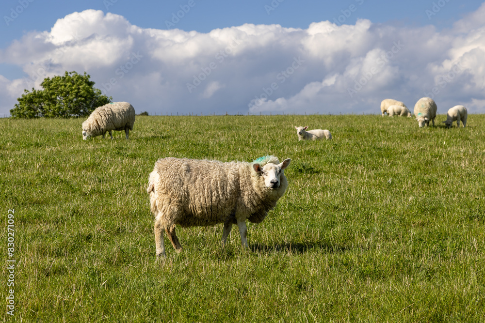 Obraz premium A close up of a sheep looking at the camera in rural Sussex, with other sheep grazing behind