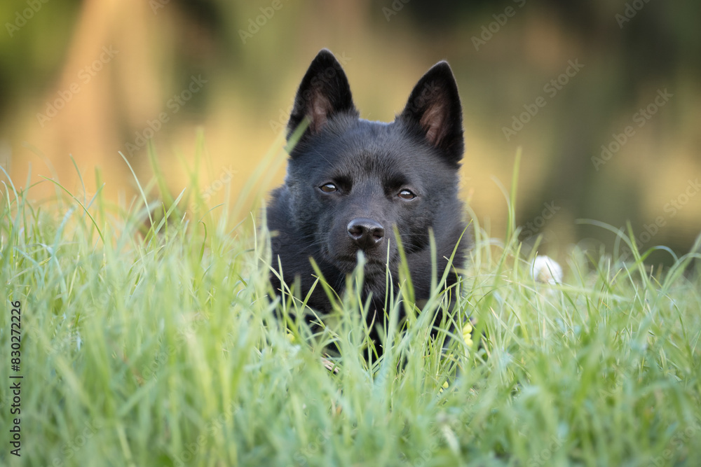 dog in the grass dog in the grass