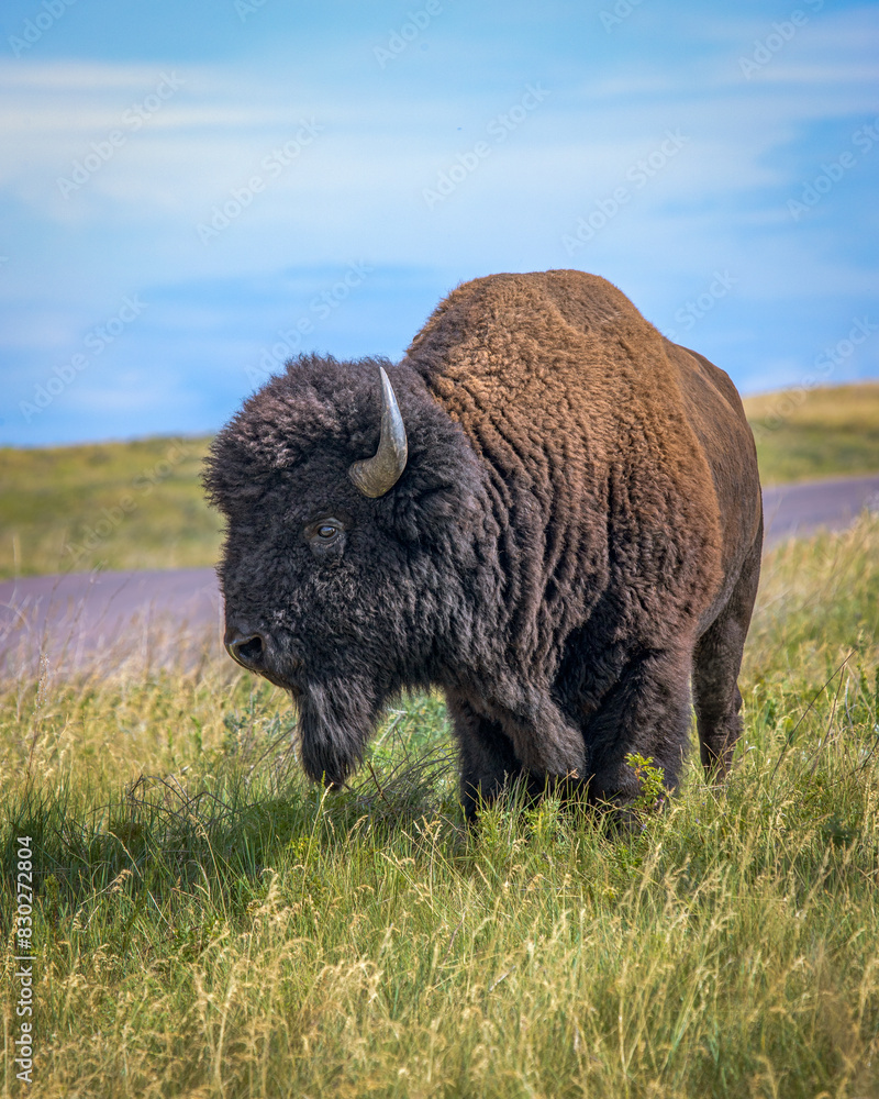 Bison - Custer State Park, Custer, South Dakota Bison - Custer State Park, Custer, South Dakota