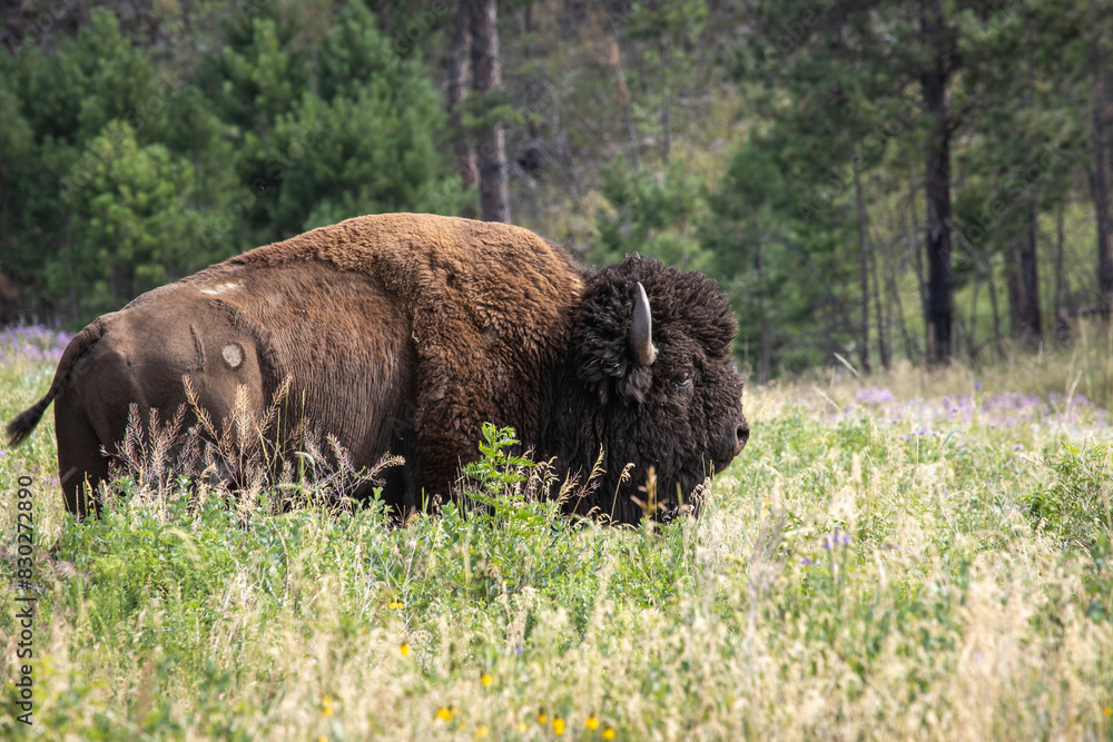 Bison - Custer State Park, Custer, South Dakota Bison - Custer State Park, Custer, South Dakota