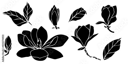 Hand drawn vector magnolia flower, set of silhouette illustration. isolated floral element. flower bud of different shapes. Illustration for prints, templates, greeting cards, invitations