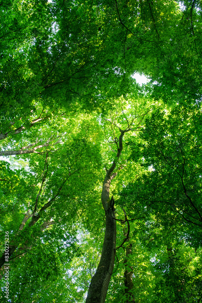 Sunlight in the green forest, spring time Sunlight in the green forest, spring time