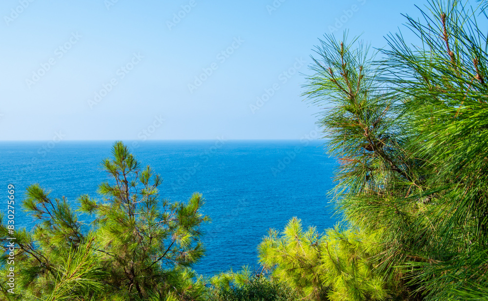 Pine tree branches with turquoise sea background, mediterranean nature Pine tree branches with turquoise sea background, mediterranean nature