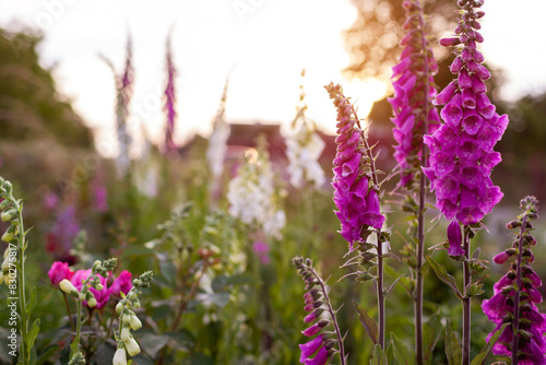Fotografie Cottage garden