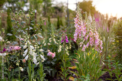 English cottage garden. Close up of pink foxglove flowers blooming in summer garden by roses. Digitalis in blossom.