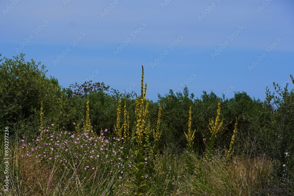 Denseflower mullein, or Verbascum densiflorum, wild plants in Central Greece Denseflower mullein, or Verbascum densiflorum, wild plants in Central Greece