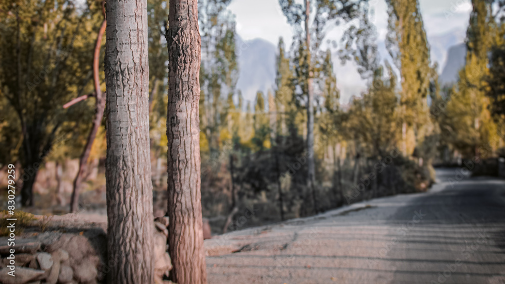 Tree trunks on the edge of the forest Karakoram road in Baltistan, Pakistan.
Tree trunks on the edge of the forest Karakoram road in Baltistan, Pakistan.