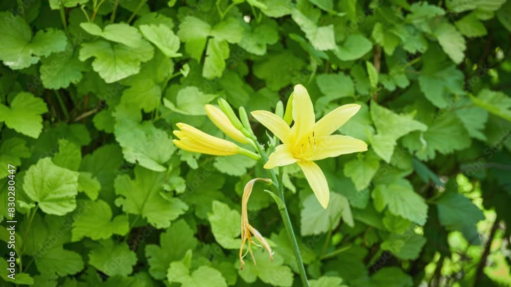Hemerocallis lilioasphodelus (Hemerocallis flava, known as lemon daylily, lemon lily, yellow daylily, and other names) is plant of genus Hemerocallis. Hemerocallis lilioasphodelus (Hemerocallis flava, known as lemon daylily, lemon lily, yellow daylily, and other names) is plant of genus Hemerocallis.