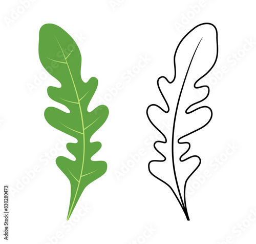 Fresh arugula leaves, hand-drawn, isolated on a white background.  Vector contour and color image levitating handlebar, eruka, logo, icon